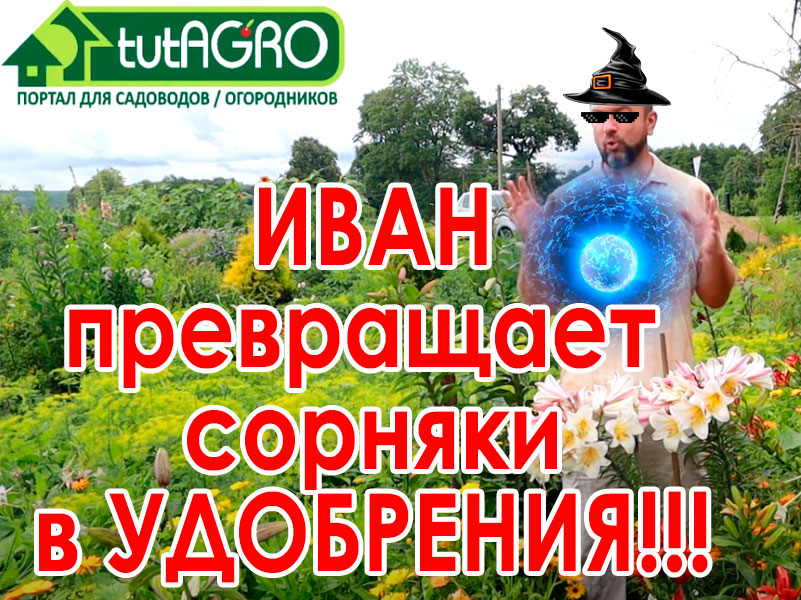 Сорняки, сорные растения - одни из воров нашего урожая. Но могут стать и колоссальным источником пользы для улучшения плодородия почвы и увеличения урожая. Как надо и как не надо использовать сорняки - смотрите в выпуске! Вот почему на моём участке нет сорняков!