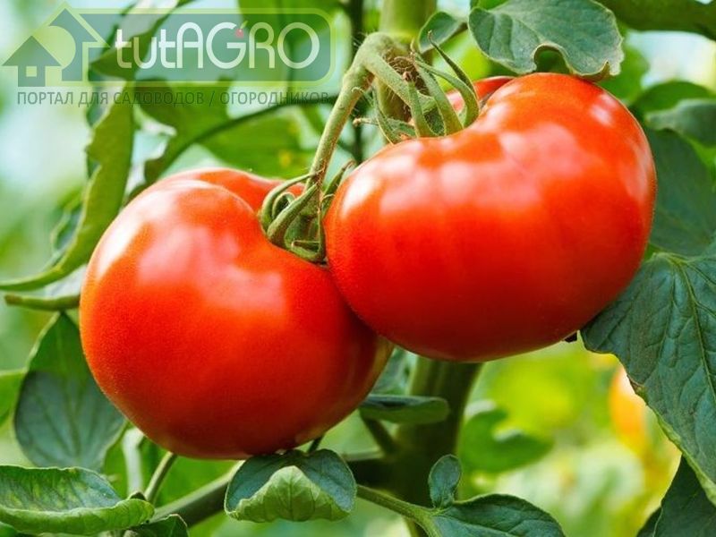 Почему томаты трещат по швам?