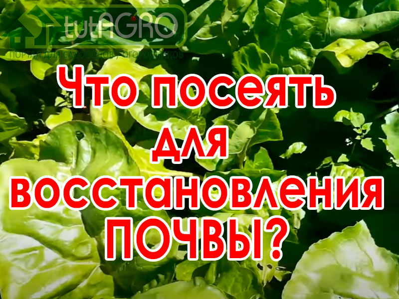 Участки, где выращивается чеснок, освобождаются одними из первых на наших огородах, конечно, они должны быть чем-то заполнены, чтобы там не развивались сорняки, не терялось плодородие почвы. Напротив, после уборки чеснока очень необходимо восстановить плодородие почв, особенно если это почвы песчаные, глинистые: такие, которые называются проблемными. Растение, которое я рекомендую в качестве сидерата, подходит абсолютно для всех почв и способствует увеличению плодородия и восстановлению плодородия на любых почвах. Вот что надо посеять после чеснока, особенно на песчаных или глинистых почвах