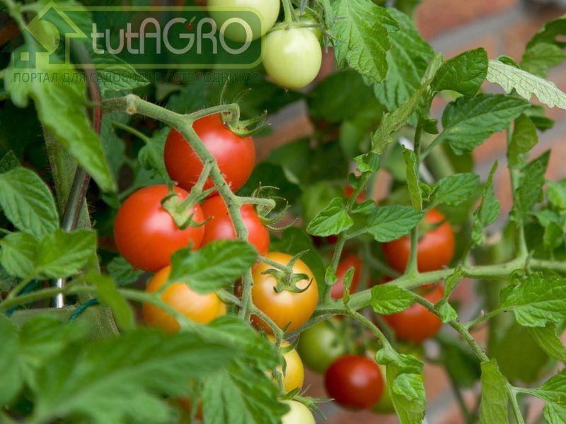 Банька для томатов