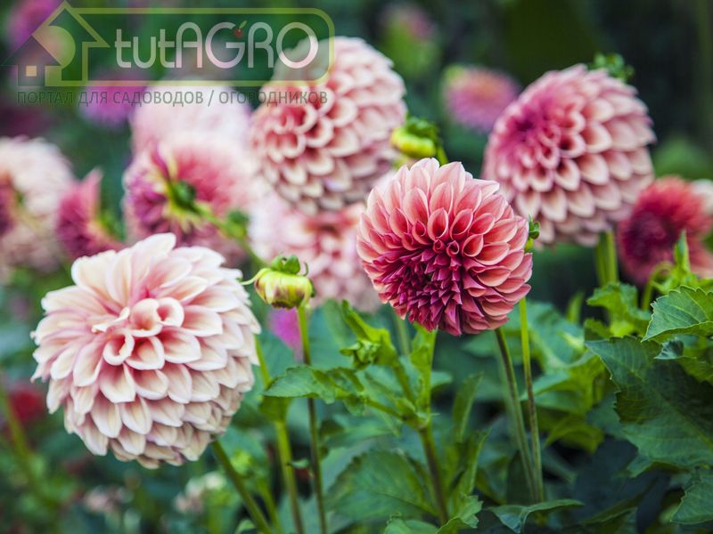 Подкормка для осенних цветников