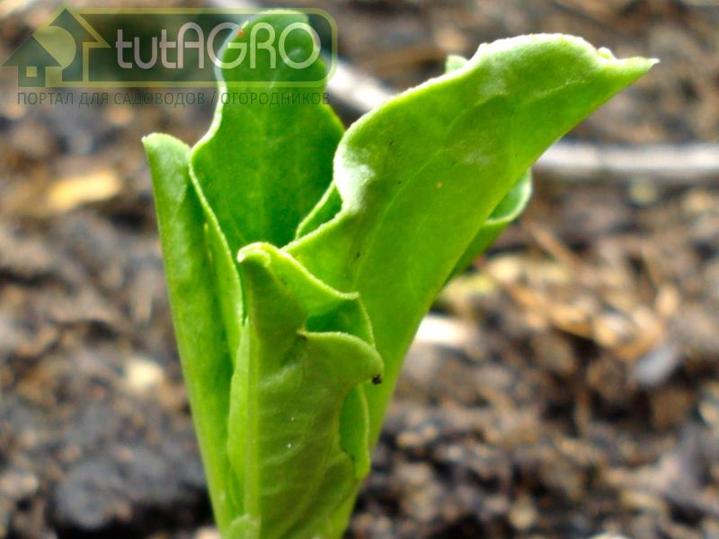 Кто следующий за чесноком? 