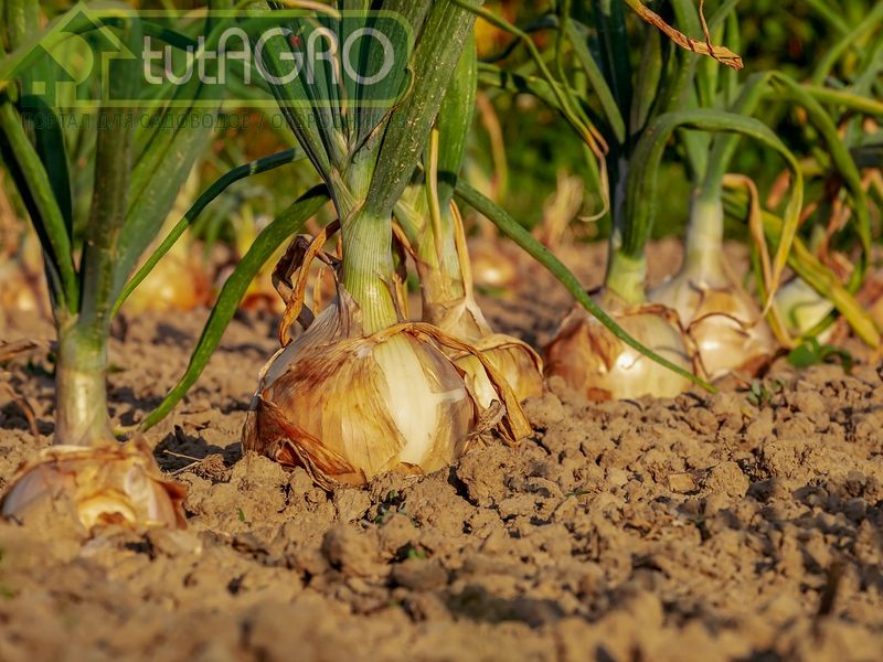 Лук: убрать и сохранить