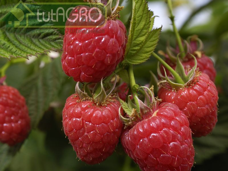 Микстура для малины