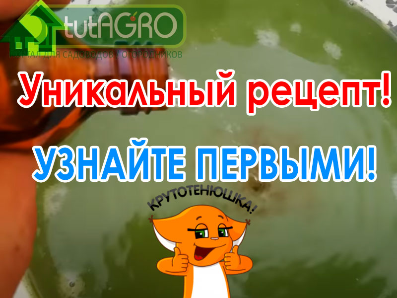 Фитофтороз томата и пероноспороз огурца - опасные заболевания, мешающие продлевать сбор урожая любимых овощей. В этом видео я расскажу вам об уникальном пятисоставном БУРОМ растворе, который спасает томаты, огурцы и другие растения от опасных болезней. Срок ожидания по этой обработке для томата и огурца составляет 2 дня. Раствор не хранится. Уникальный рецепт пятивалентного бурого раствора от фитофтороза и пероноспороза!