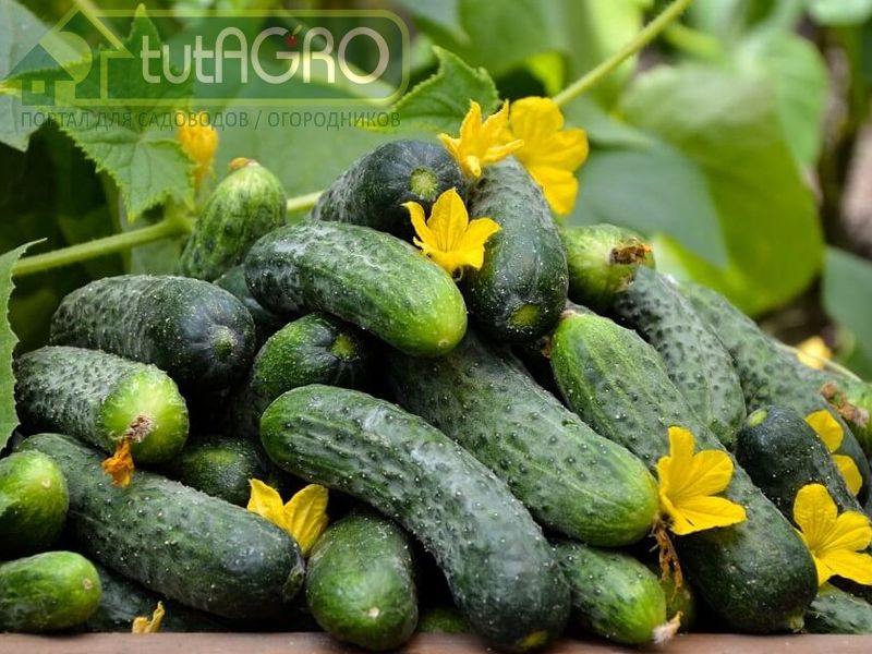 Огурцы зеленеют и обильно плодоносят до морозов! Рецепт раствора