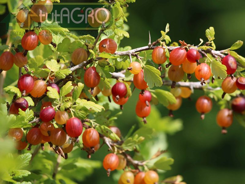 Серьезная потеря