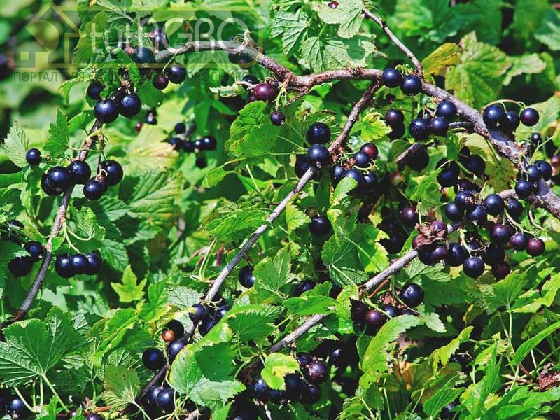 Средства, проверенные временем