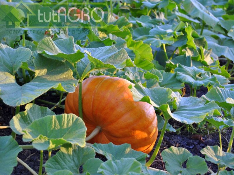 Тыква: подкормка для вкуса и веса