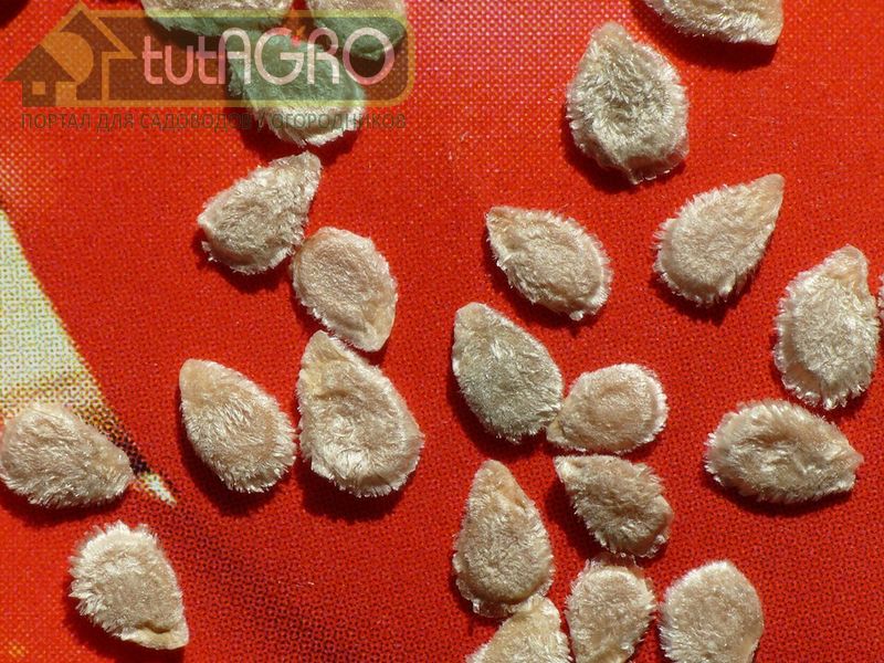 Свои семена - гарантия урожая 