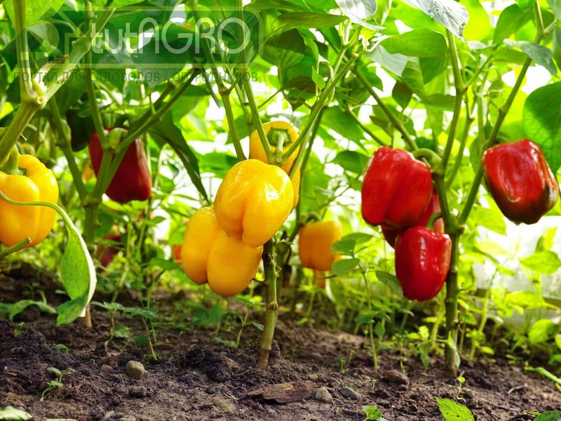 Перец волнуется раз…