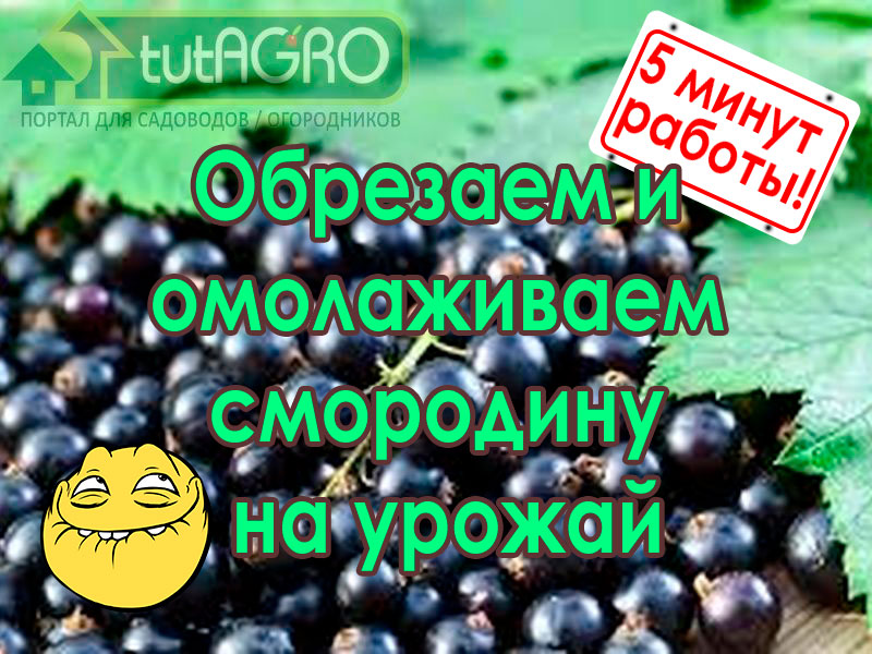 Обрезка смородины очень важна для обеспечения стабильного урожая и здоровья растения. Существуют разные подходы к обрезке смородины: расчет количества ветвей разного возраста, оценка направления их роста, укорачивание... Но у меня все по-простому и урожай я снимаю большой каждый год. Обрезка смородины за 5 минут. Пара движений секатором!