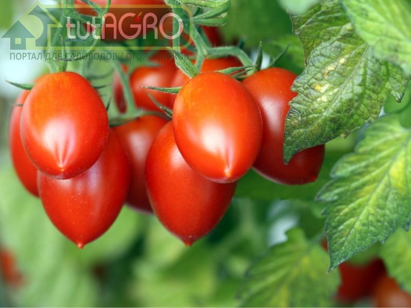 Томаты на дрожжах