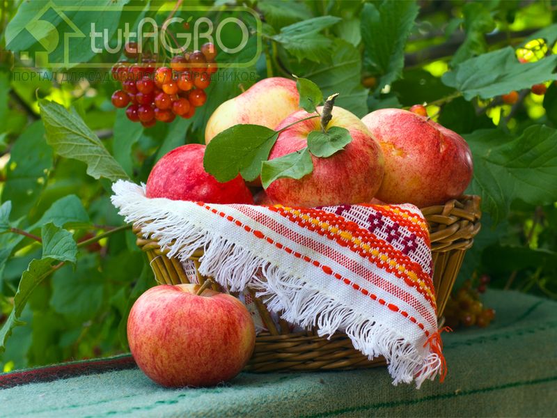 Август с ароматом яблок