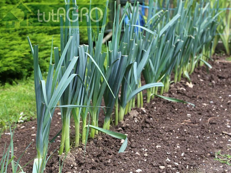 Лук-порей: когда убирать и как хранить?