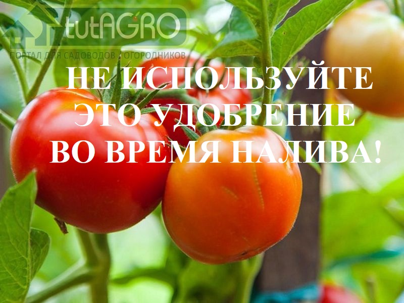 Причина неравномерного созревания томата, деревянных плодов без вкуса и приятного запаха может скрываться в неправильной, на первый взгляд, безобидной подкормке. Давайте разбираться, в чем кроется настоящая причина. Из видео вы узнаете, какое удобрение лучше не использовать во время налива плодов томатов. Вот что надо, чтобы томаты равномерно созревали. Какое удобрение нельзя использовать?