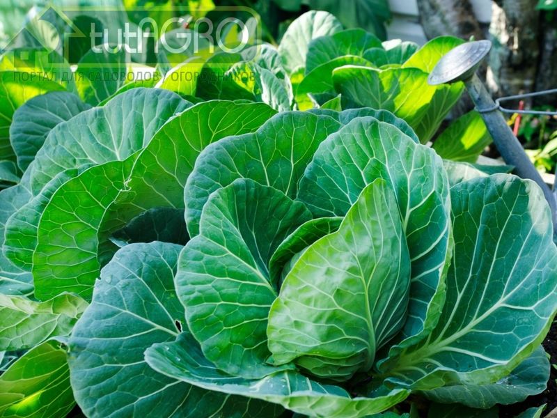 Кому добавки?