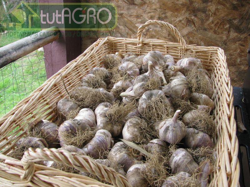 Что делать с чесноком после уборки?