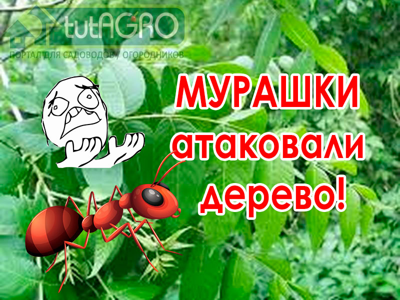Разнообразные виды муравьёв нередко атакуют наши деревья, как плодовое, так и орехи, а также разнообразные ягодники. При этом, борьба с самими муравьями зачастую терпит неудачу, да это и не нужно. Как прогнать муравьёв с кустов и деревьев