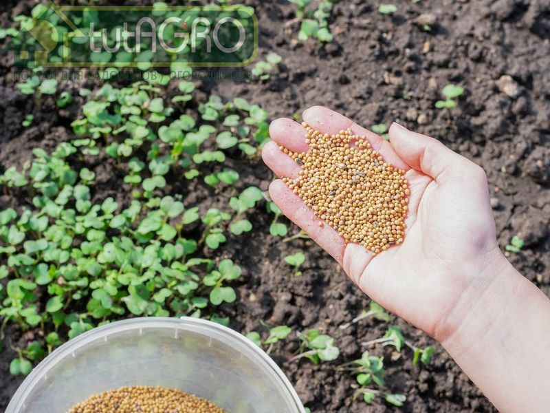 Сидераты для теплицы: на чем остановиться?