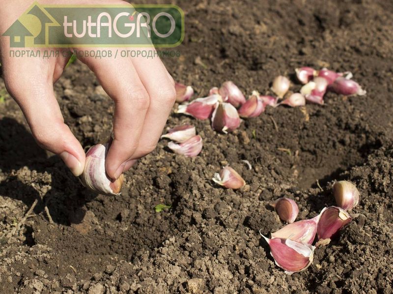 Чеснок и сидераты