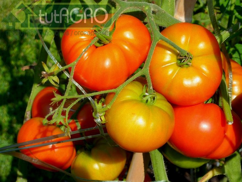 Советы опытных огородников