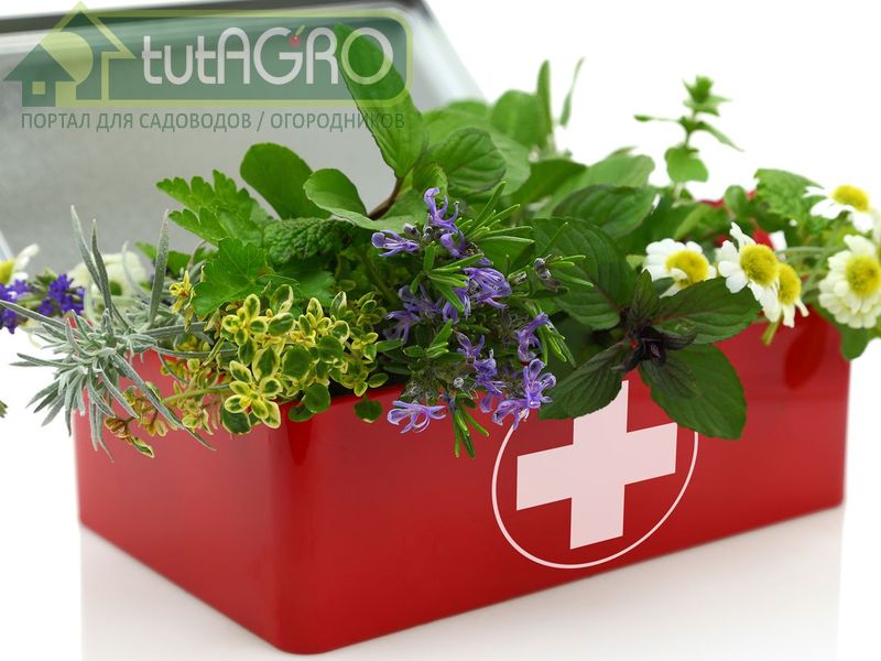 Фитосбор по правилам