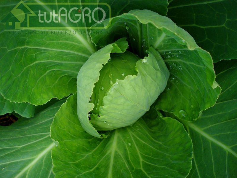 От какой капусты не будет толку?