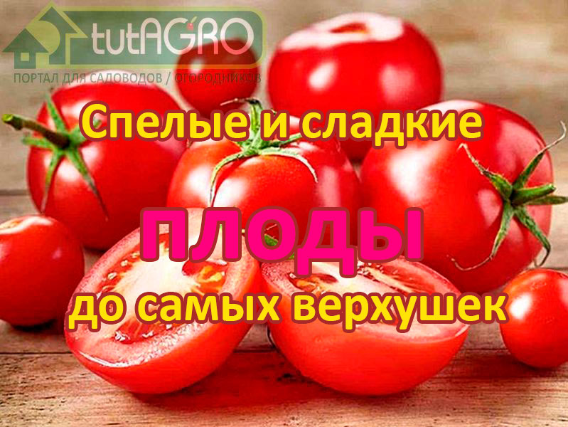 Как и чем подкормить томаты во время налива плодов, чтобы они спели и были вкусные до самых верхушек? Какие удобрения для этого подойдут? Что обеспечит правильное соотношение азота, фосфора, калия и магния? В каких элементах томаты в этот период больше всего нуждаются? Подкормка томатов в августе без ошибок