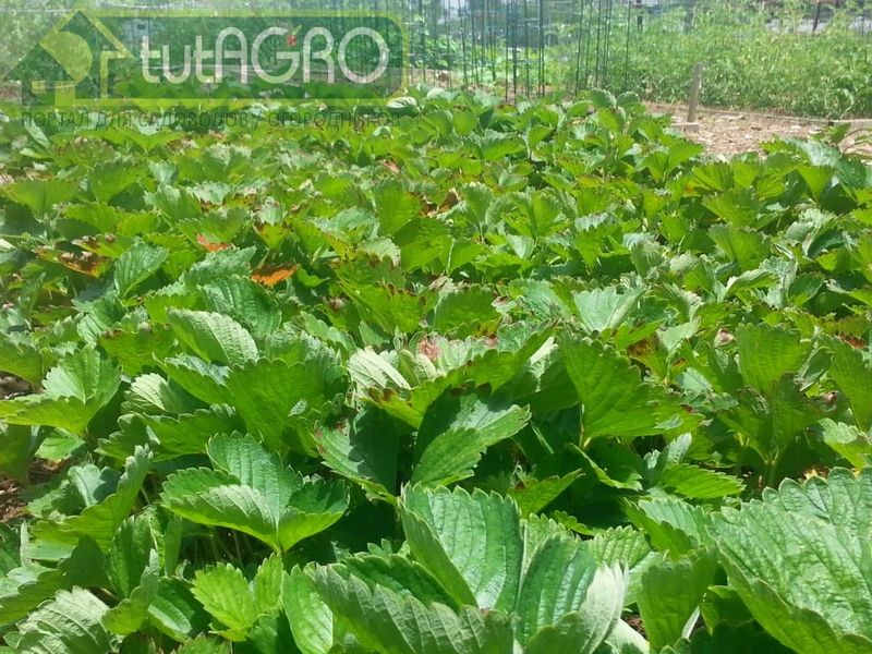 Вредные букашки