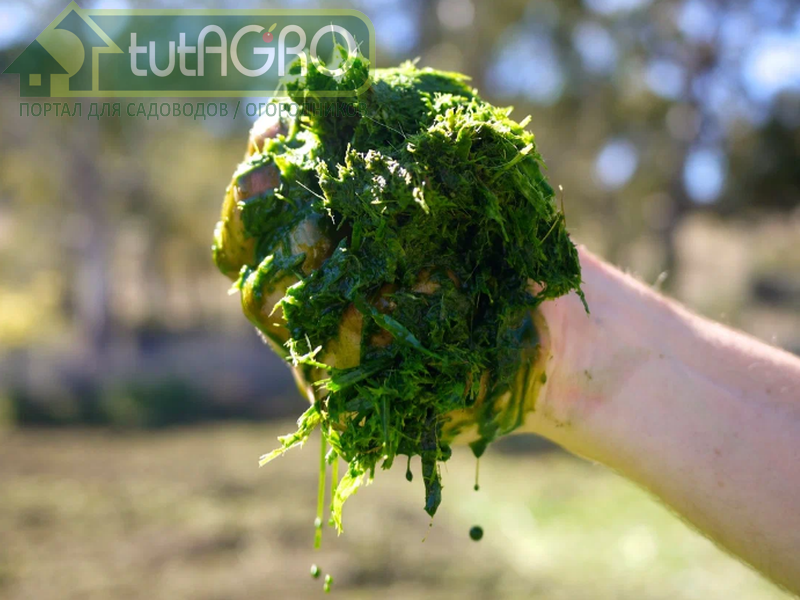 Правда о сидератах: можно ли посевом сидератов заменить прицеп навоза?