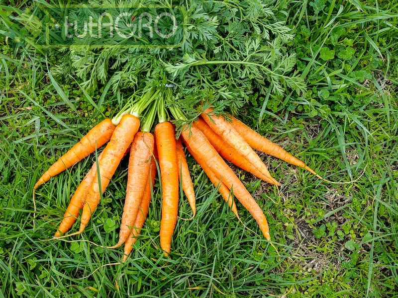 Морковь: не удалась в этом сезоне - удастся в следующем