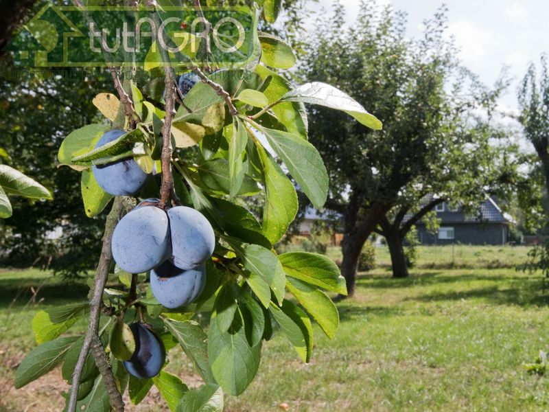 Садовые вредители атакуют