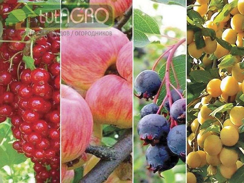 Подкормка сада после сбора урожая