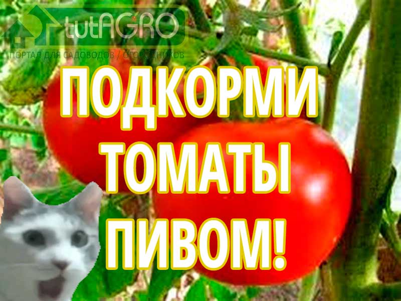 Смена жаркой погоды на прохладную непременно вызовет вспышку фитофтороза на томате. Это заставляет многих огородников убирать томаты зелёными. Однако, есть средства, чтобы уберечь не только томаты, но также тыкву, кабачки и огурцы от мучнистой росы, которая также очень часто нападает на растения при резкой перемене погоды. Фитофтороз не придет и томаты не придется рвать зелёными, если использовать это простое средство!