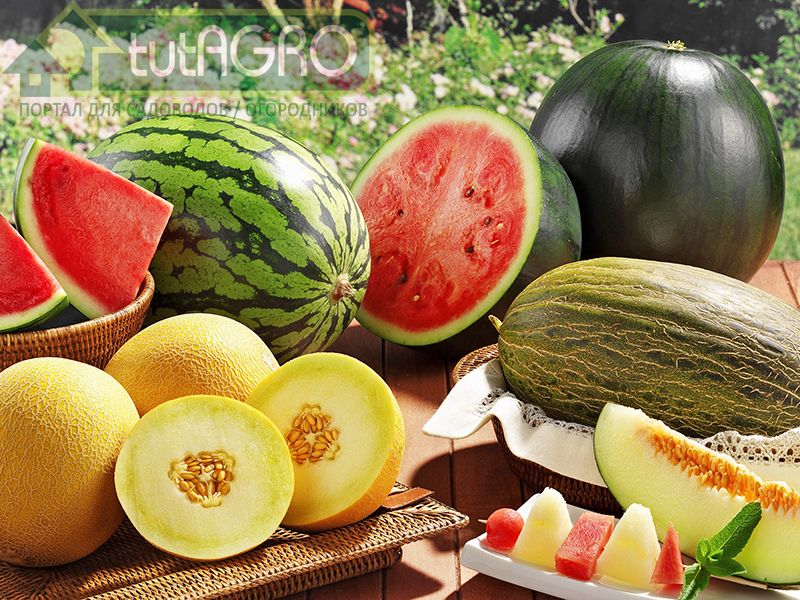 Арбуз и дыня для здоровья всей семьи