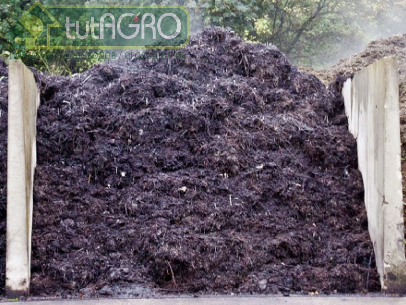 Опасности компостной кучи. Часть 1. Угроза здоровью - AGROzen