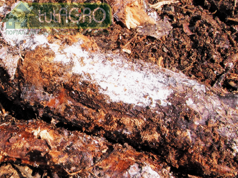 Опасности компостной кучи. Часть 1. Угроза здоровью - AGROzen