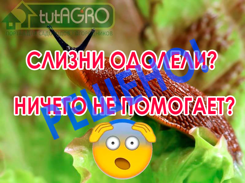 В какой-то момент вы точно рыскали по Интернету в надежде найти решение проблемы "КАК УНИЧТОЖИТЬ СЛИЗНЕЙ", которые выедают в листьях и плодах растений очень неприятные дыры. Подробности о том, как избавиться от слизней на своем участке смотрите в видео! Вот что надо сделать осенью, чтобы слизней не было весной!
