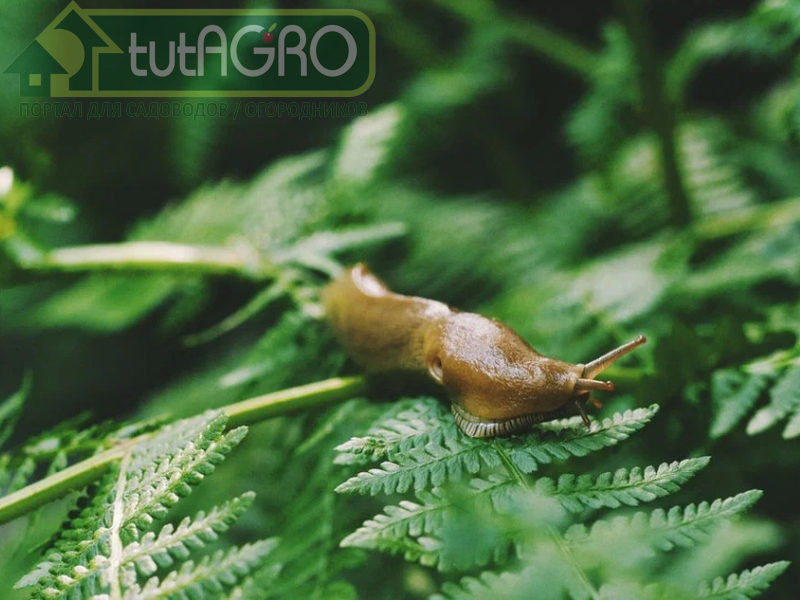 8 распространенных, в том числе сомнительных, средств от слизней. Эффективные варианты вас точно обрадуют!