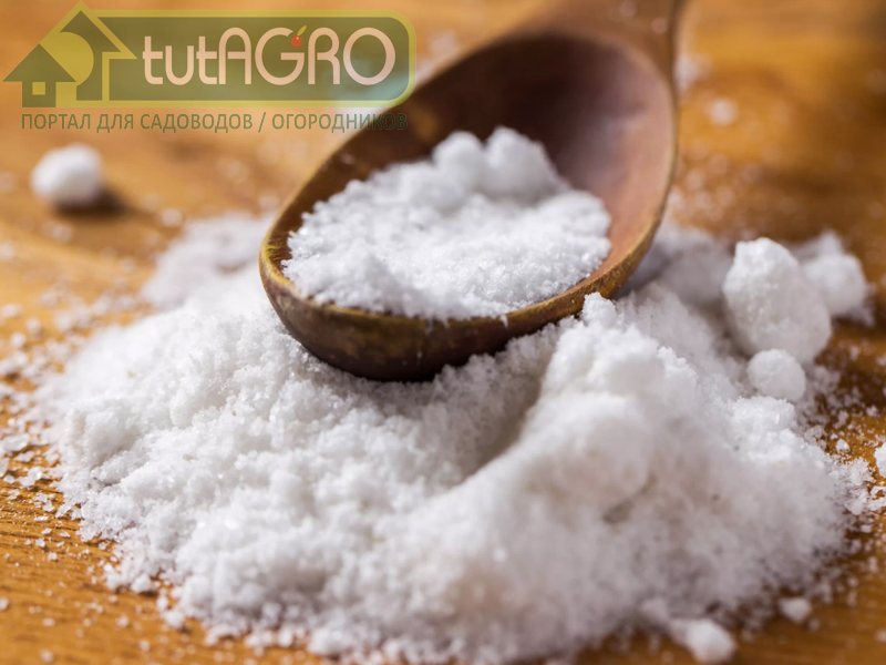 Соль от слизней - простое решение, однако, с очень плохими последствиями