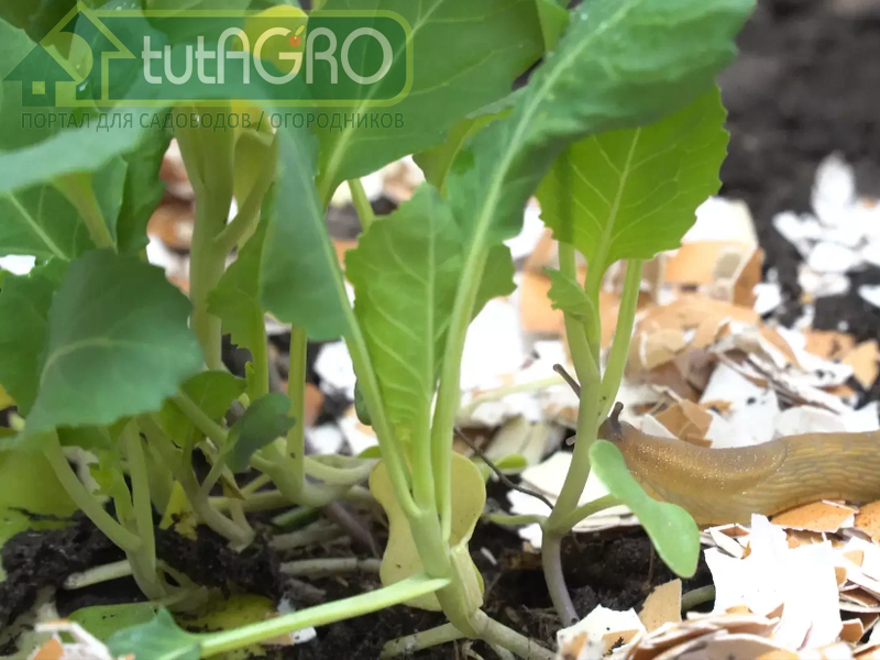 Измельченная яичная скорлупа. Поможет ли уничтожить слизней? - AGROzen