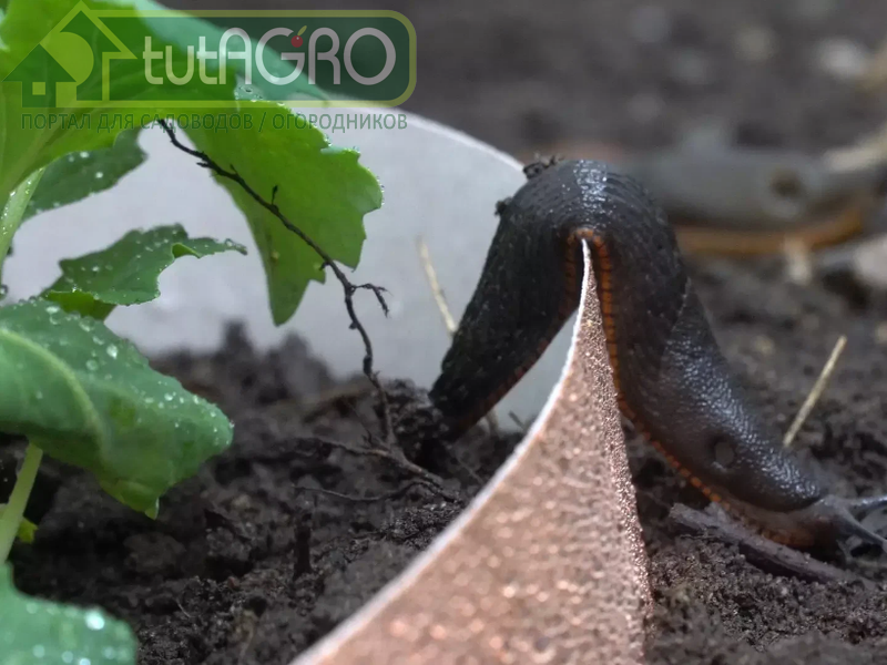 Медная лента против слизней - AGROzen