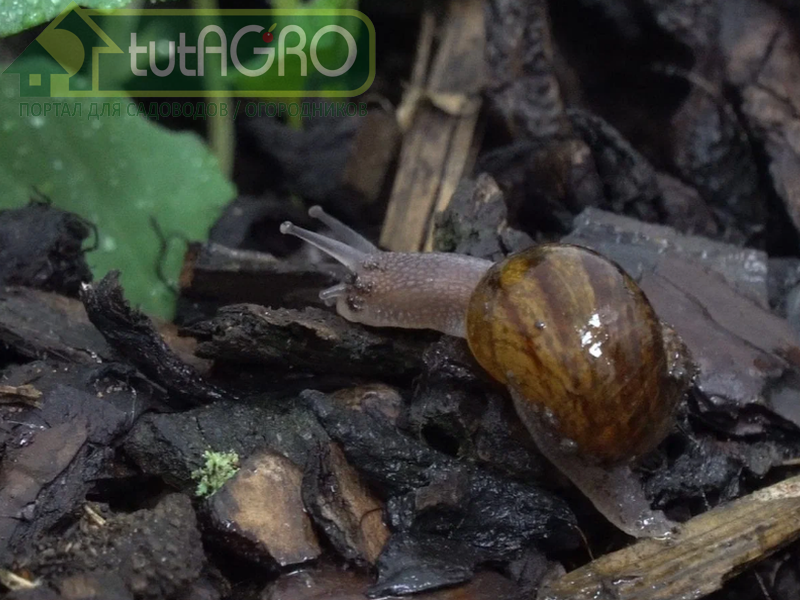 Мульча против слизней - AGROzen.ru