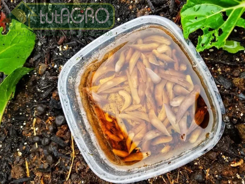 Суперслизни атакуют! Испанские слизни в саду и огороде. Как бороться со слизнями в саду? AGROzen - портал для садоводов и огородников