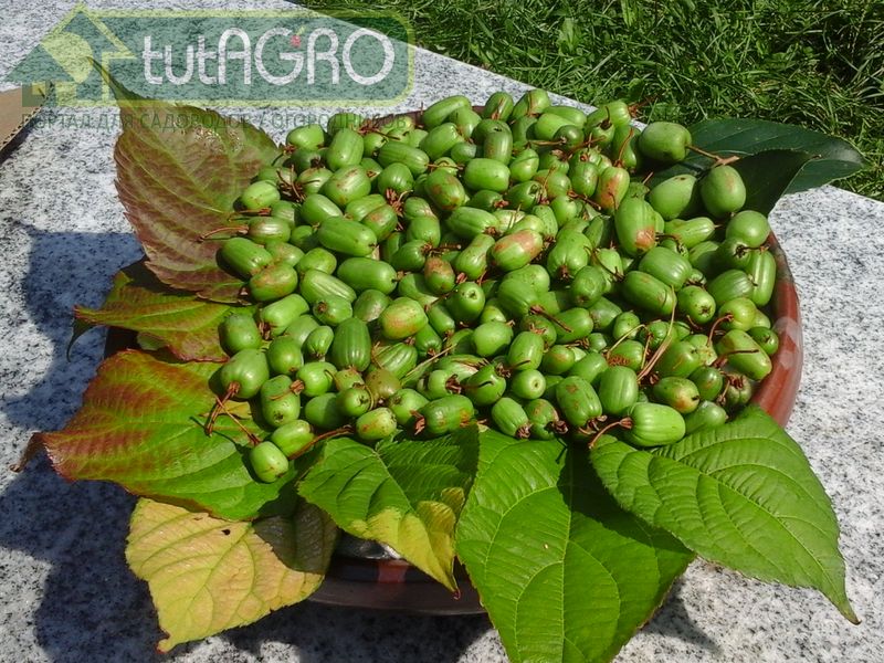 Долгожданные плоды