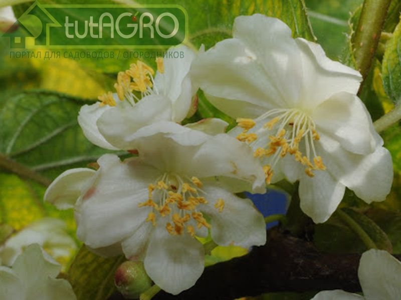 Долгожданные плоды актинидии коломикта. Уход за актинидией. Мужские и женские цветки актинидии коломикта. AGROzen - портал для вас!