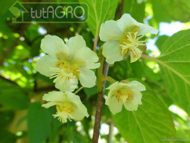 Долгожданные плоды актинидии коломикта. Уход за актинидией. AGROzen - портал для вас!