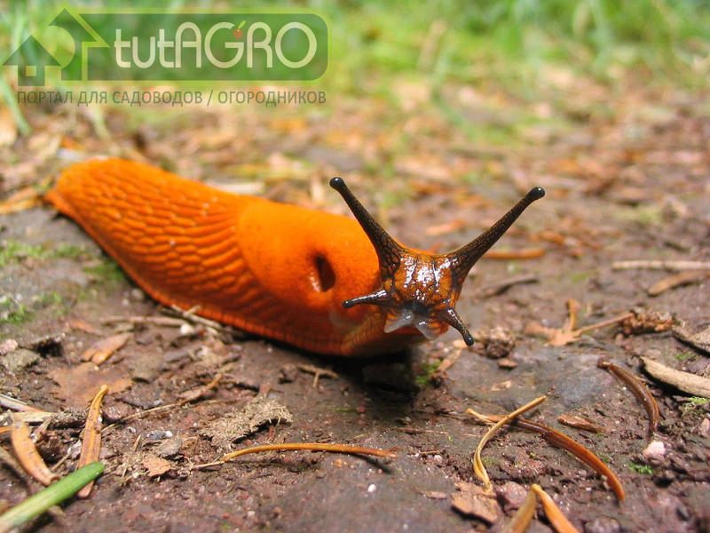 Суперслизни атакуют наши сады и огороды все чаще! Вот что надо сделать осенью, чтобы урожай не был уничтожен следующим летом