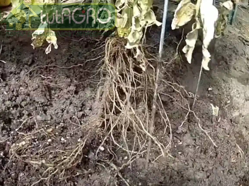 Как питательные вещества влияют на рост корней растений - AGROzen